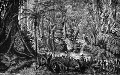 INTERIOR OF THE PRIMAEVAL FOREST OF THE AMAZONS