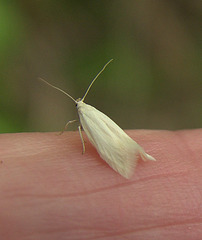 Tiny moth on my finger!!