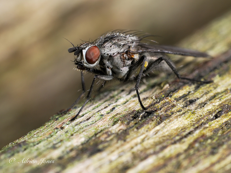 Fly