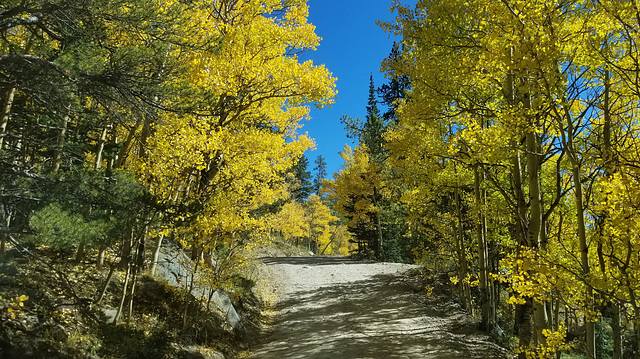 Autumn Aspen