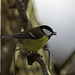 Great Tit on a branch