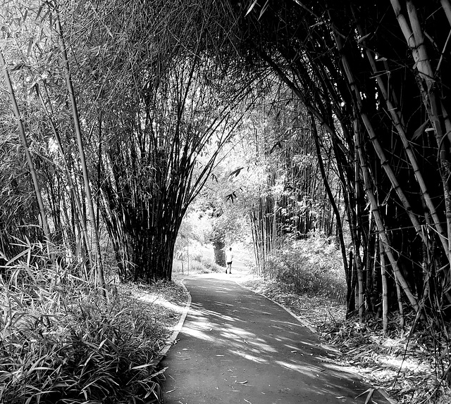 Bamboo walk