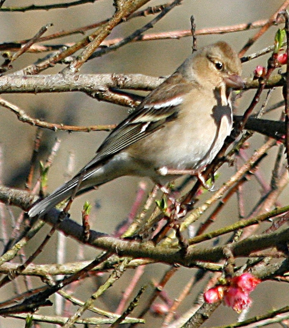 Oiseaux du jardin: Pinson des arbres  femelle