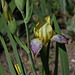 Iris Gracchus (1)
