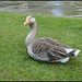 greylag goose