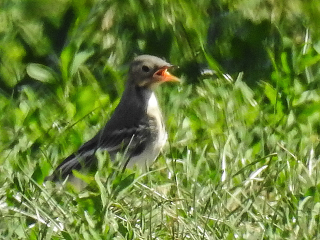 20170519 1686CPw [H] Bachstelze (Motacilla alba) [JV], Nationalpark Fertö-Hansag, Neusiedler See