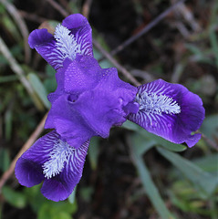 Iris SDB 'Doctor Long John'