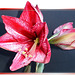 Amaryllis oder Ritterstern. ©UdoSm