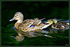 Colvert - Mallard