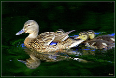 Colvert - Mallard