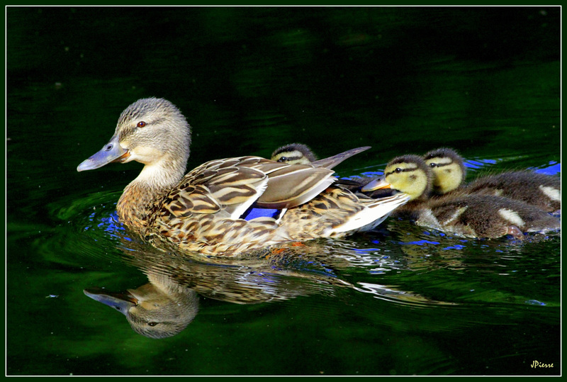 Colvert - Mallard