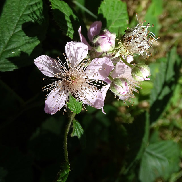 Pink Bramble Flowers