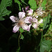 Pink Bramble Flowers