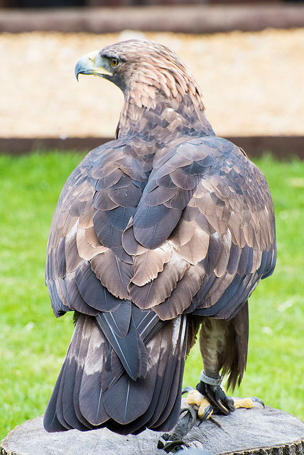 Chester cathedral falconry 16