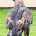 Chester cathedral falconry 16