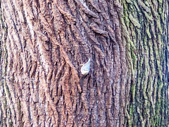 Nuthatch on a tree trunk