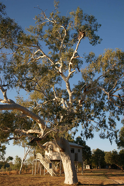 Fitzroy River Lodge