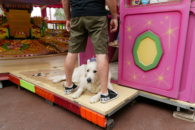 Les gros chiens ont un don pour s'allonger là où il ne faut pas