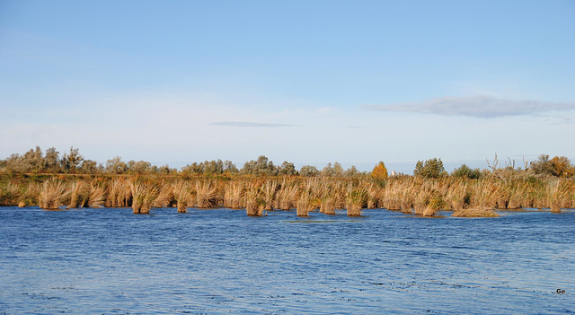 Schilf im Herbst