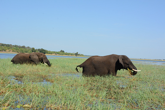 Botswana, Chobe National Park, Two Elephants Grazing in the Wetlands