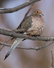 tourterelle triste / mourning dove