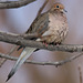 tourterelle triste / mourning dove