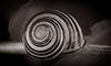 Schneckenhaus in Black&White :)) Snail shell in black and white :)) Coquille d'escargot en noir et blanc :))