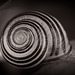 Schneckenhaus in Black&White :)) Snail shell in black and white :)) Coquille d'escargot en noir et blanc :))