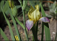 Iris Gracchus (2)