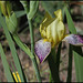 Iris Gracchus (2)