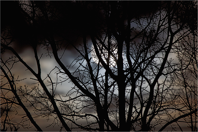 Mond hinter Bäumen