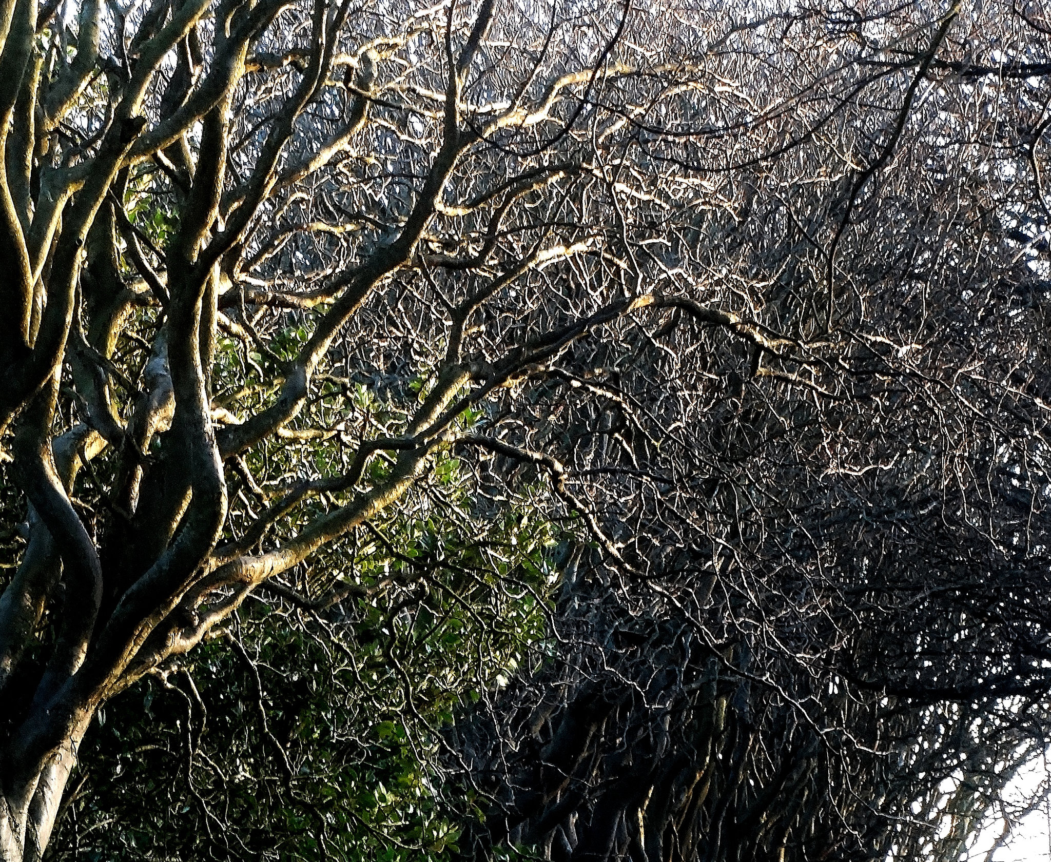 Trees and Light