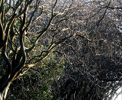 Trees and Light