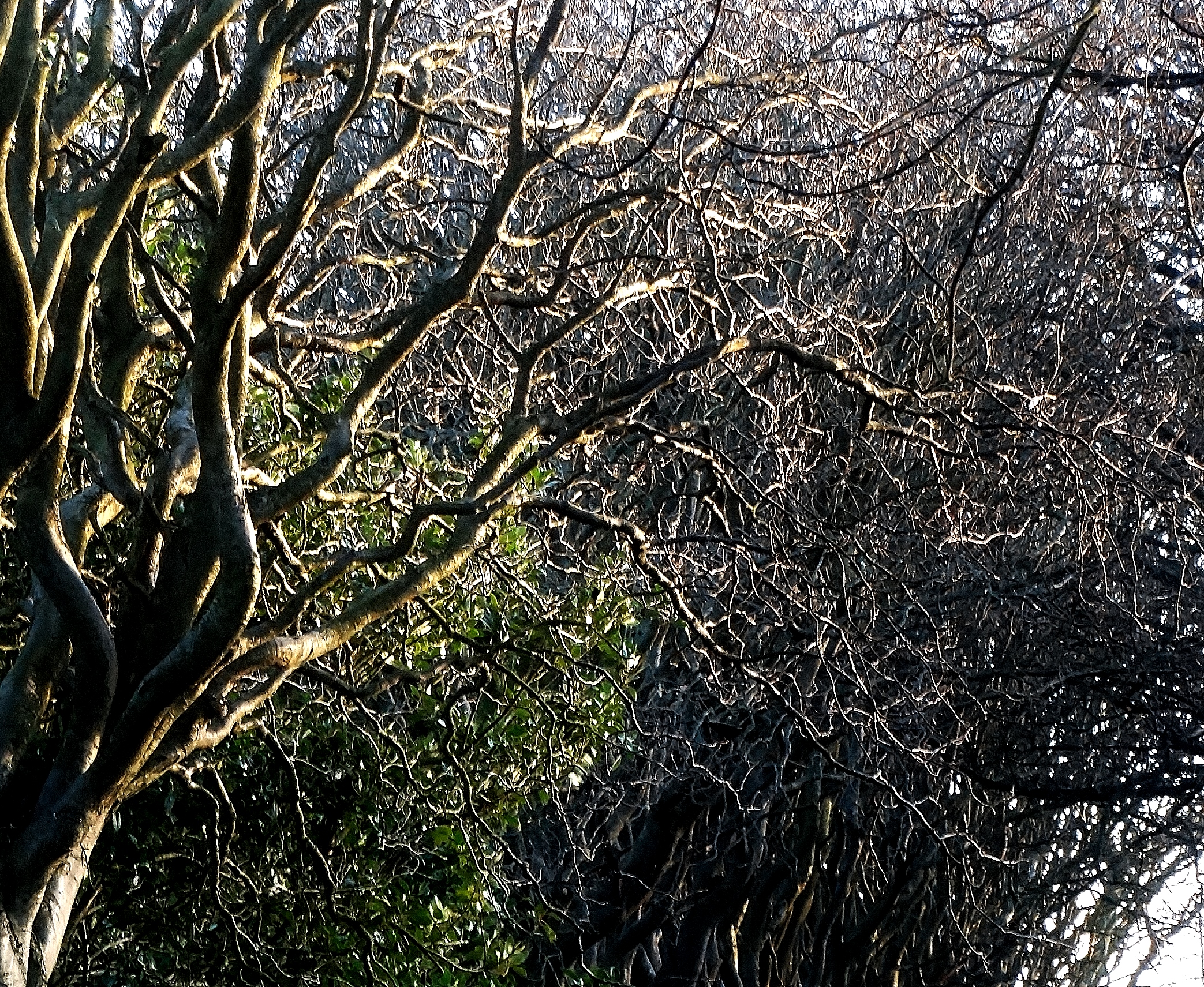 Trees and Light