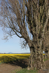 Daffodils and Poplars