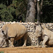 Breitmaulnashörner (Zoo Augsburg)