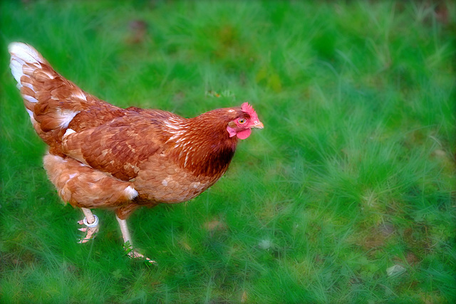 Ein Huhn im Grünen