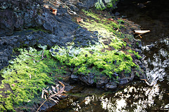 Lichens on the lava rock