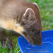 Pine Marten at breakfast on an icy morning