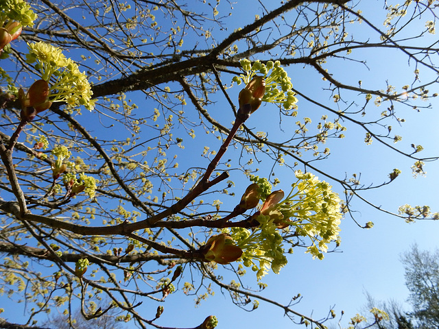 le beau printemps