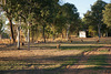 Kangaroos Grazing In The Evening