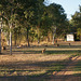 Kangaroos Grazing In The Evening