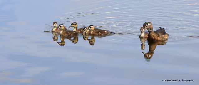 Petite famille de canard brachu