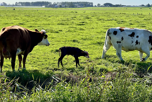 New calf born