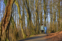 Forest Walk