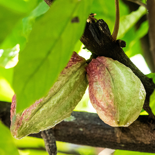 Sri Lanka tour - the fifth day, Luckyland Spice & Herbals, Matale, Palapathwela