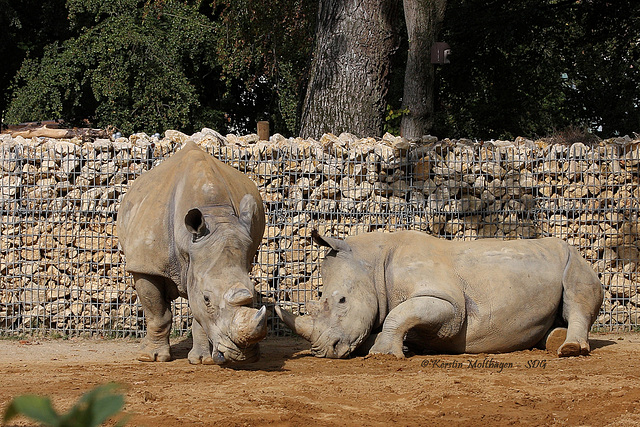 Breitmaulnashörner (Zoo Augsburg)