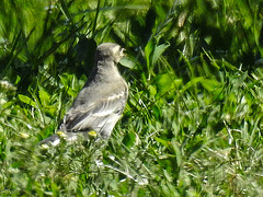 20170519 1687CPw [H] Bachstelze (Motacilla alba) [JV], Nationalpark Fertö-Hansag, Neusiedler See