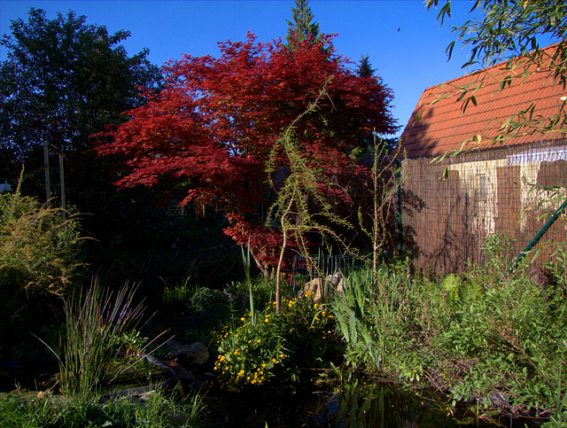 Abendsonne am Gartenteich