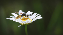 Philanthus triangulin ?